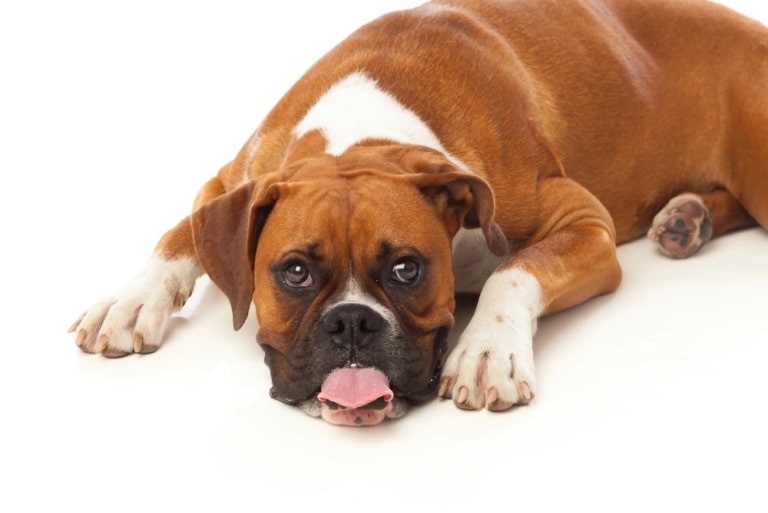 Best Tips for Removing Dog Urine Smell From Your Floors