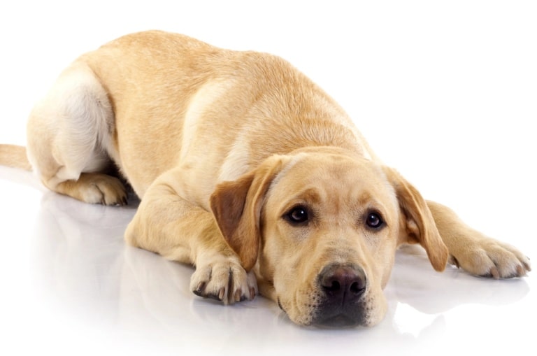 Home Remedies for Dog Scooting