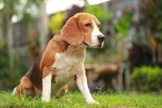 Home Remedies for Dog Scooting
