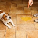Step-by-Step Guide on How to Remove Dog Urine Smell from Floors