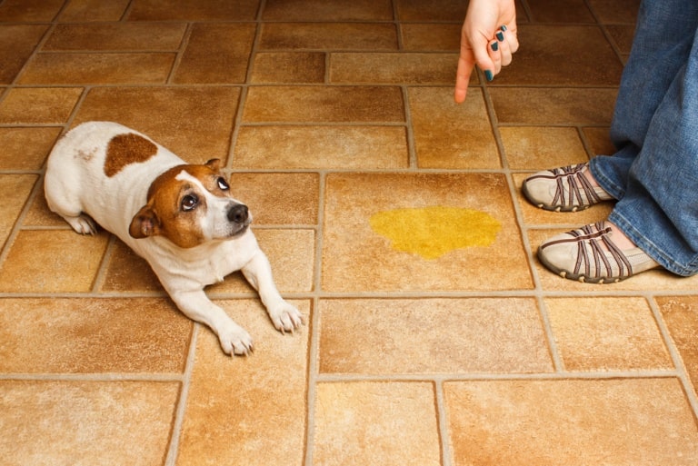 Step-by-Step Guide on How to Remove Dog Urine Smell from Floors