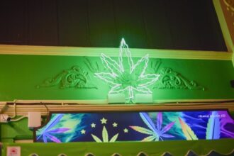 discover cannabis culture in panama city beach